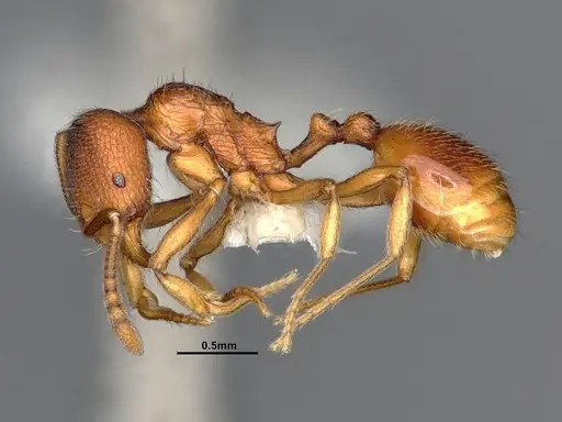 Stenamma diecki - CASENT4031361