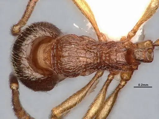 Stenamma diecki - CASENT4031362