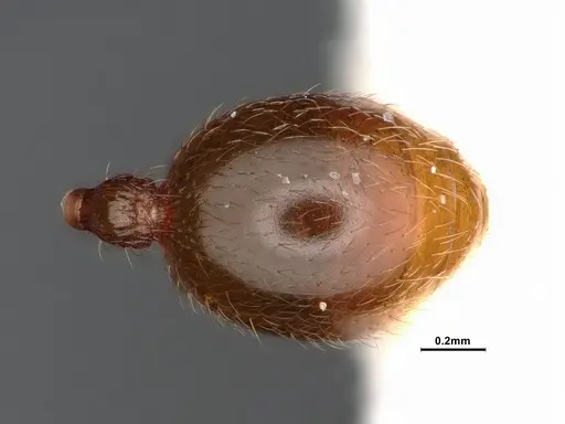 Stenamma diecki - CASENT4031362