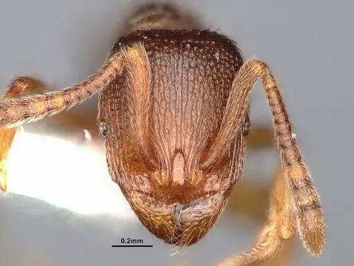 Stenamma diecki - CASENT4031362