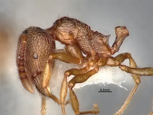 Stenamma diecki - CASENT4031362