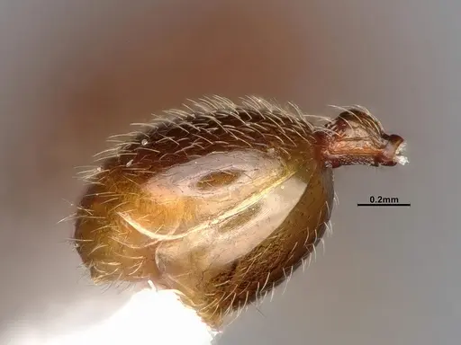 Stenamma diecki - CASENT4031362