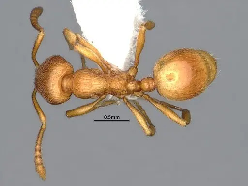 Stenamma diecki - CASENT4031363