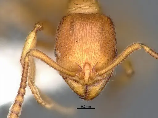 Stenamma diecki - CASENT4031363