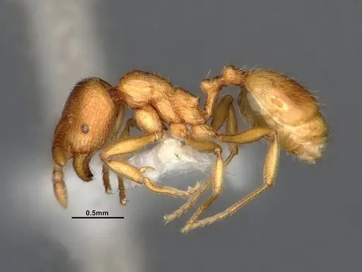 Stenamma diecki - CASENT4031363