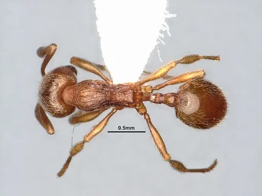 Stenamma diecki - CASENT4031364