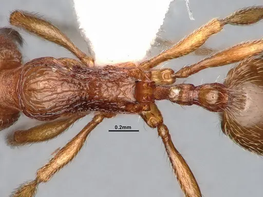 Stenamma diecki - CASENT4031364