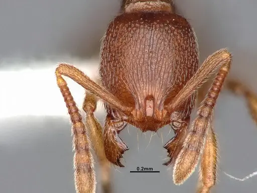 Stenamma diecki - CASENT4031364