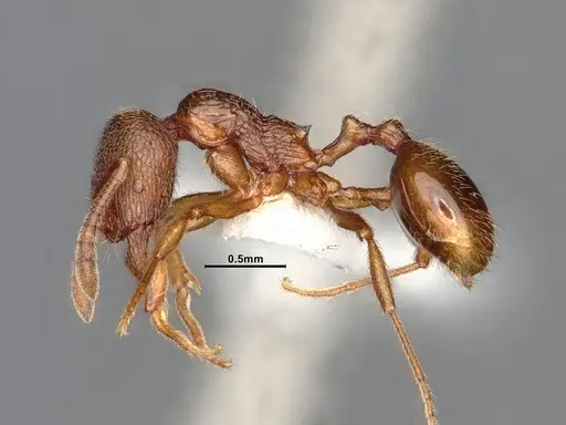 Stenamma diecki - CASENT4031364