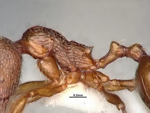 Stenamma diecki - CASENT4031364