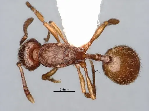 Stenamma diecki - CASENT4031365