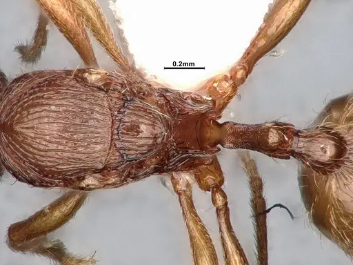 Stenamma diecki - CASENT4031365