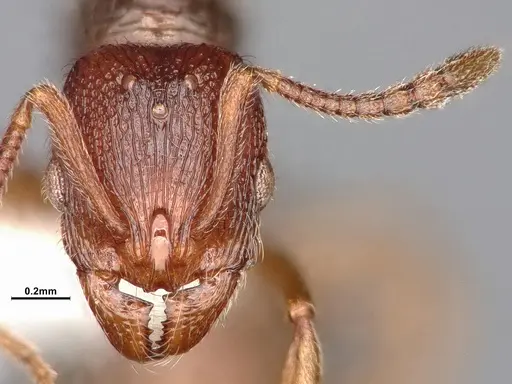 Stenamma diecki - CASENT4031365