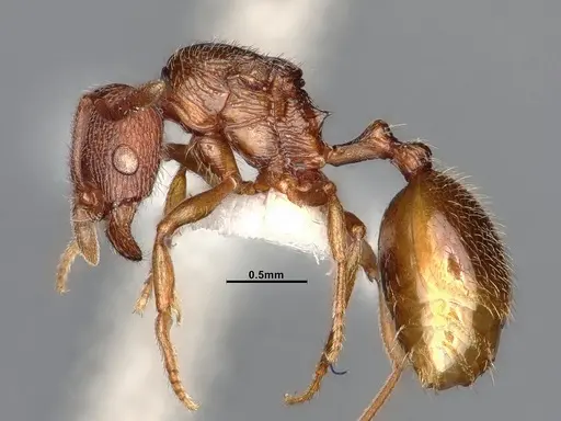 Stenamma diecki - CASENT4031365