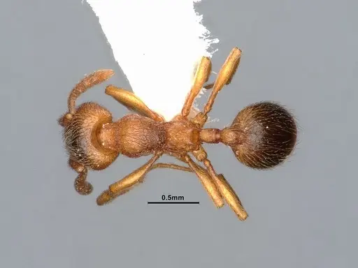 Stenamma diecki - CASENT4031381