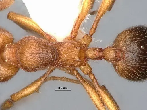 Stenamma diecki - CASENT4031381