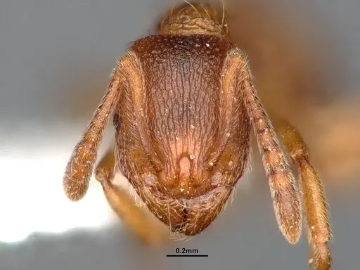 Stenamma diecki - CASENT4031381