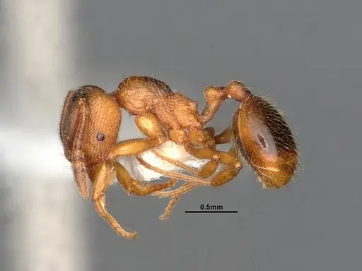 Stenamma diecki - CASENT4031381