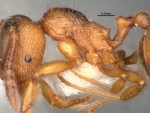 Stenamma diecki - CASENT4031381