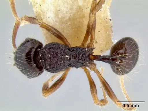 Stenamma diversum specimen