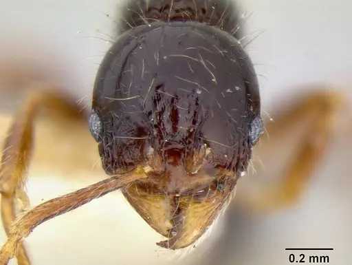 Stenamma diversum specimen