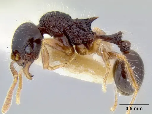 Stenamma diversum specimen