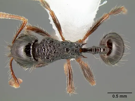 Stenamma diversum - CASENT0605173