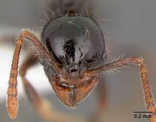 Stenamma diversum - CASENT0605173