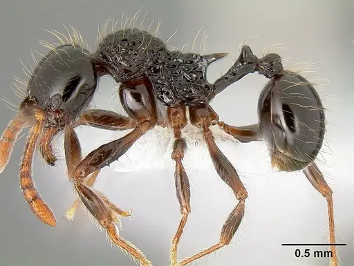 Stenamma diversum - CASENT0605173