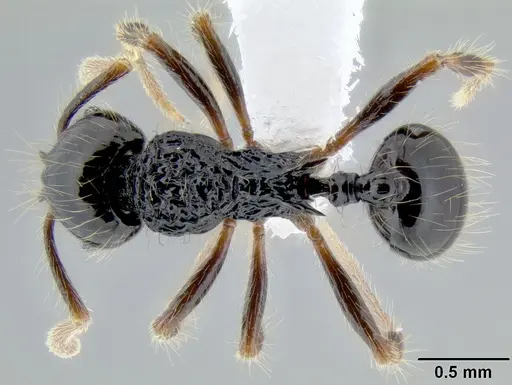 Stenamma diversum - CASENT0606723