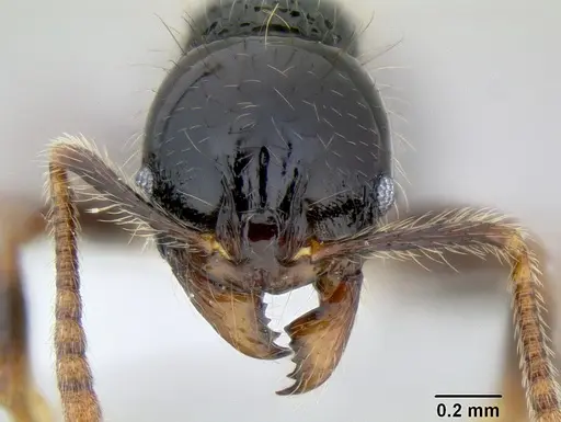 Stenamma diversum - CASENT0606723