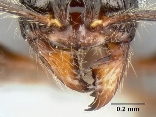 Stenamma diversum - CASENT0606723