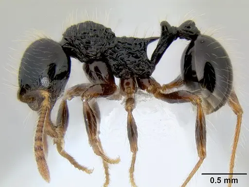 Stenamma diversum - CASENT0606723