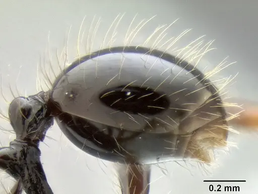 Stenamma diversum - CASENT0606723