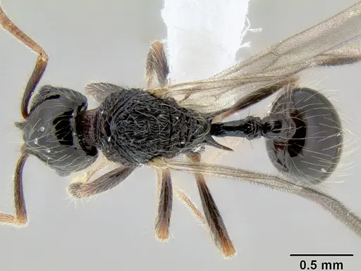 Stenamma diversum - CASENT0606782