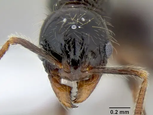 Stenamma diversum - CASENT0606782