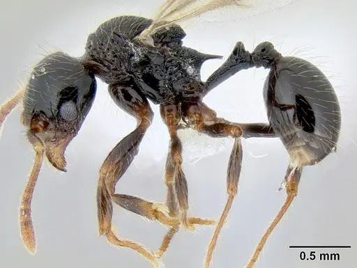 Stenamma diversum - CASENT0606782