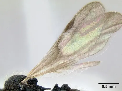 Stenamma diversum - CASENT0606782