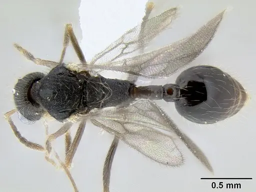 Stenamma diversum - CASENT0622357