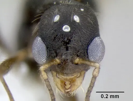 Stenamma diversum - CASENT0622357