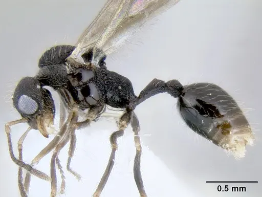 Stenamma diversum - CASENT0622357