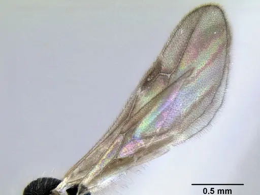 Stenamma diversum - CASENT0622357