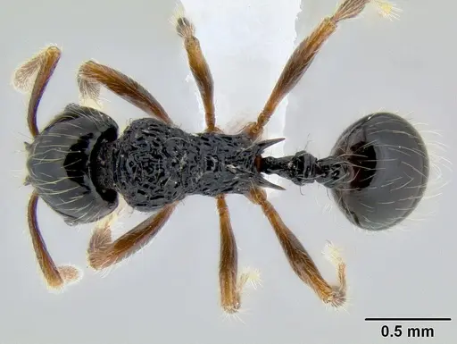 Stenamma diversum - CASENT0622410