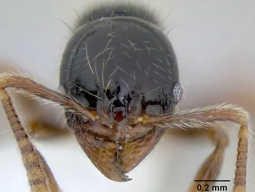 Stenamma diversum - CASENT0622410