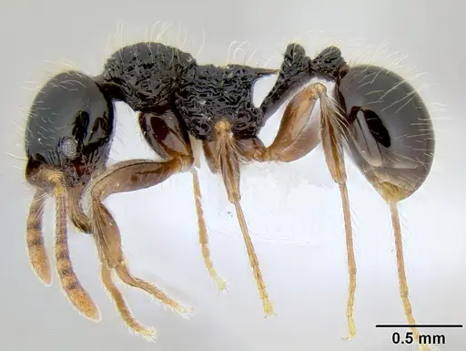 Stenamma diversum - CASENT0622410