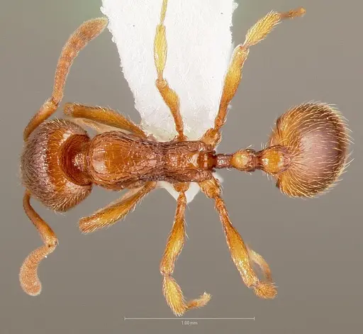 Stenamma dyscheres specimen