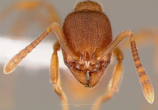 Stenamma dyscheres specimen