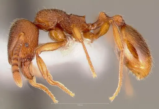 Stenamma dyscheres specimen