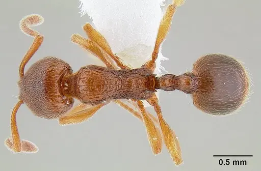 Stenamma dyscheres - CASENT0106023