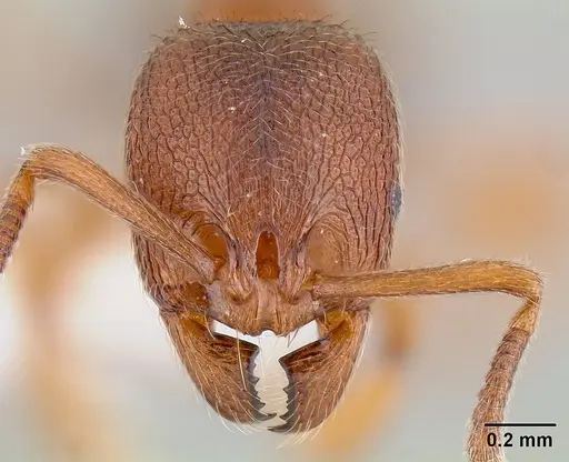 Stenamma dyscheres - CASENT0106023